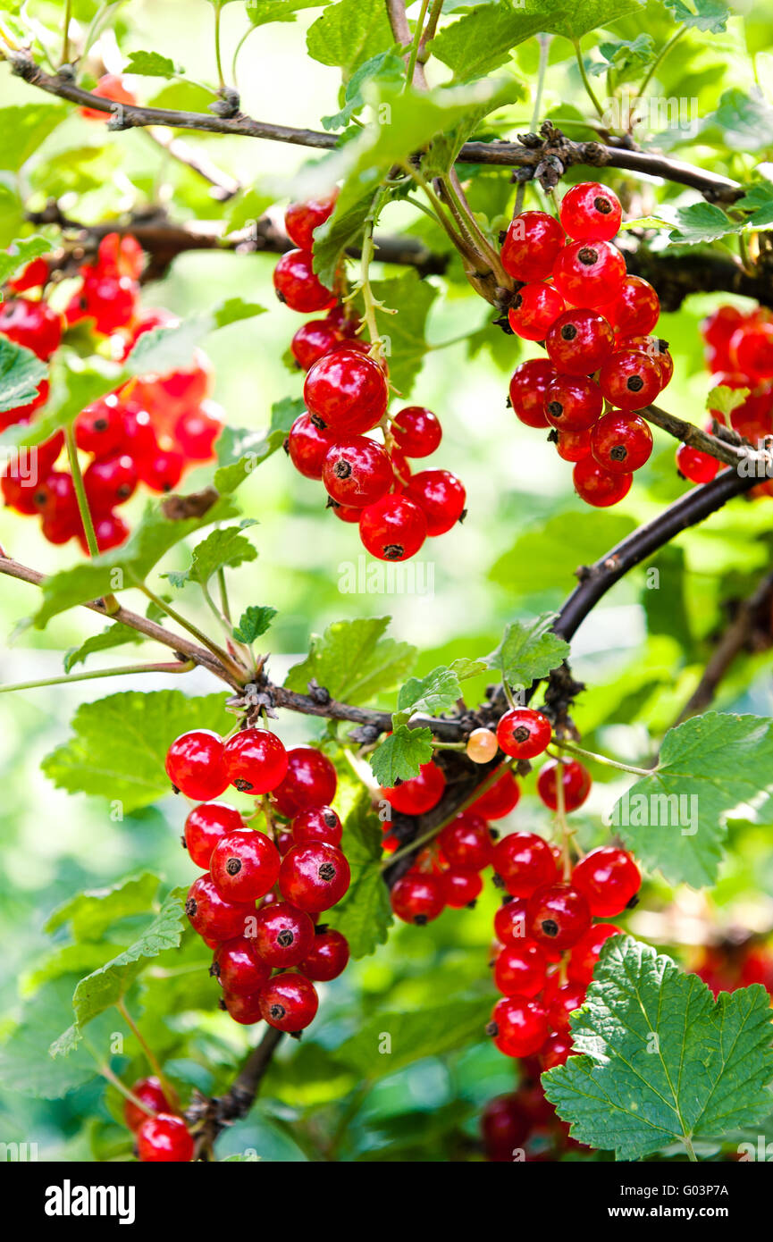 Ribes rossi freschi in corrispondenza della boccola Foto Stock