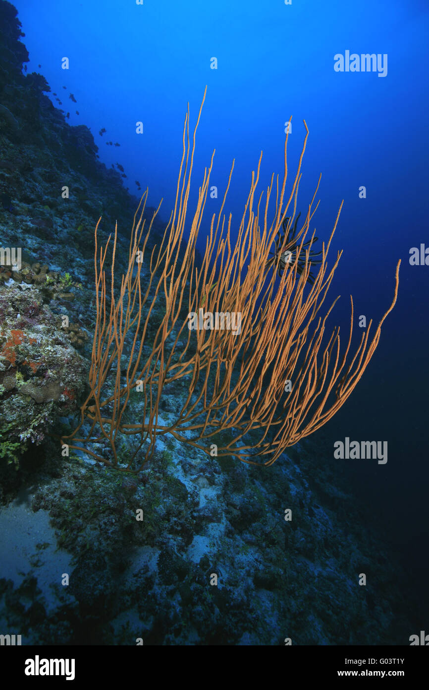 Aussenriff der Malediven, Outer Reef delle Maldive Foto Stock
