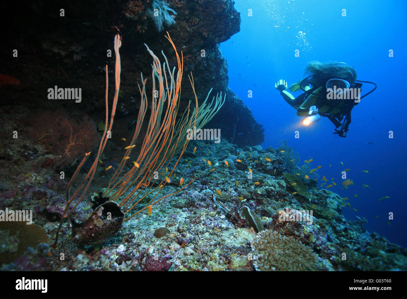 Taucherin am Riff, Scubadiver e reef Foto Stock