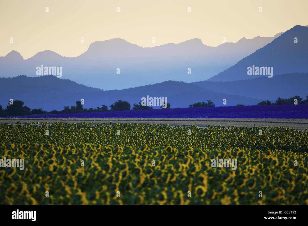 Campi di girasoli e lavanda, Provenza, Francia Foto Stock