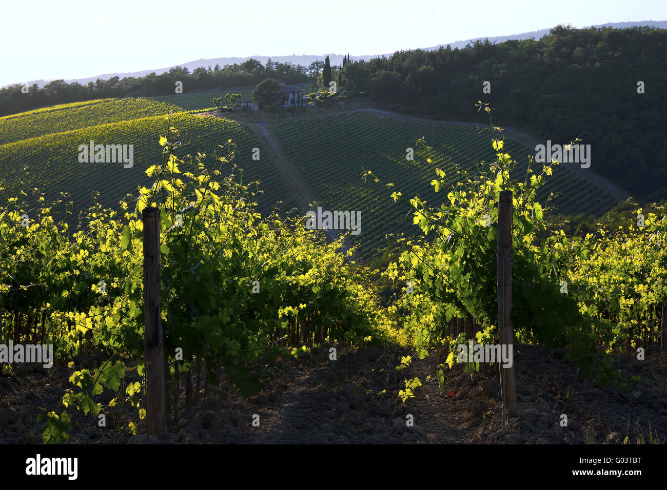 Paesaggio di vigneti vicino a Gaiole in Chianti, Toscana Foto Stock