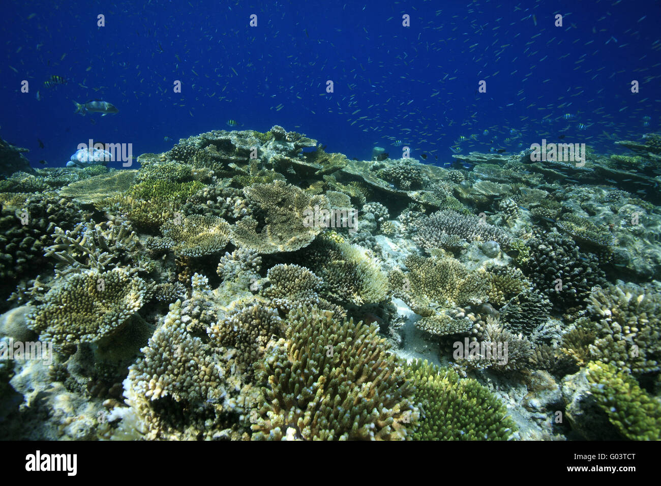 Korallenriff, Coral reef Foto Stock