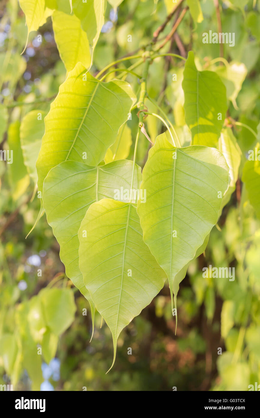 Foglie verdi su bodhi tree, Pho, con la luce solare Foto Stock