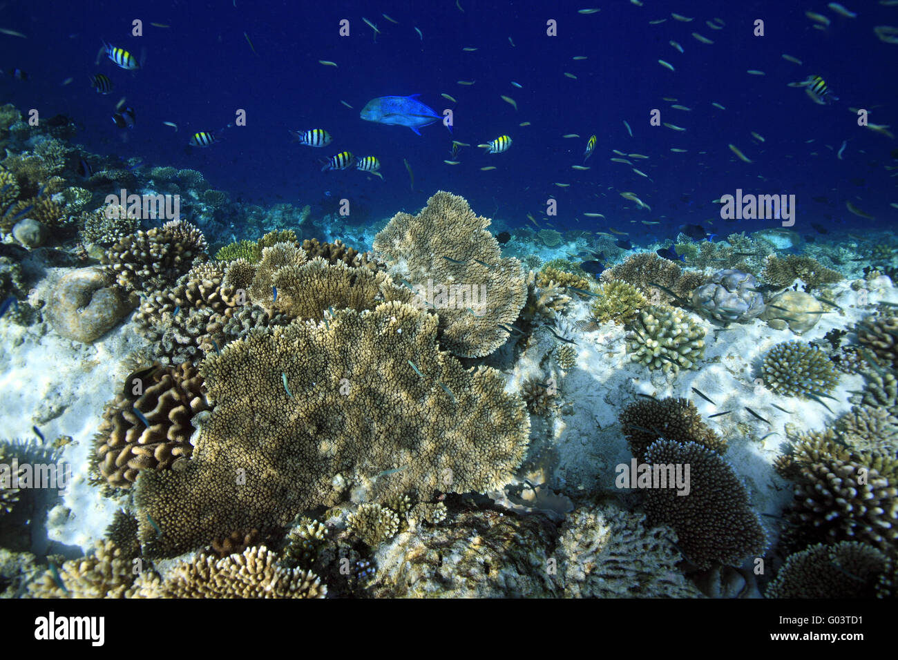 Korallenriff, Coral reef Foto Stock