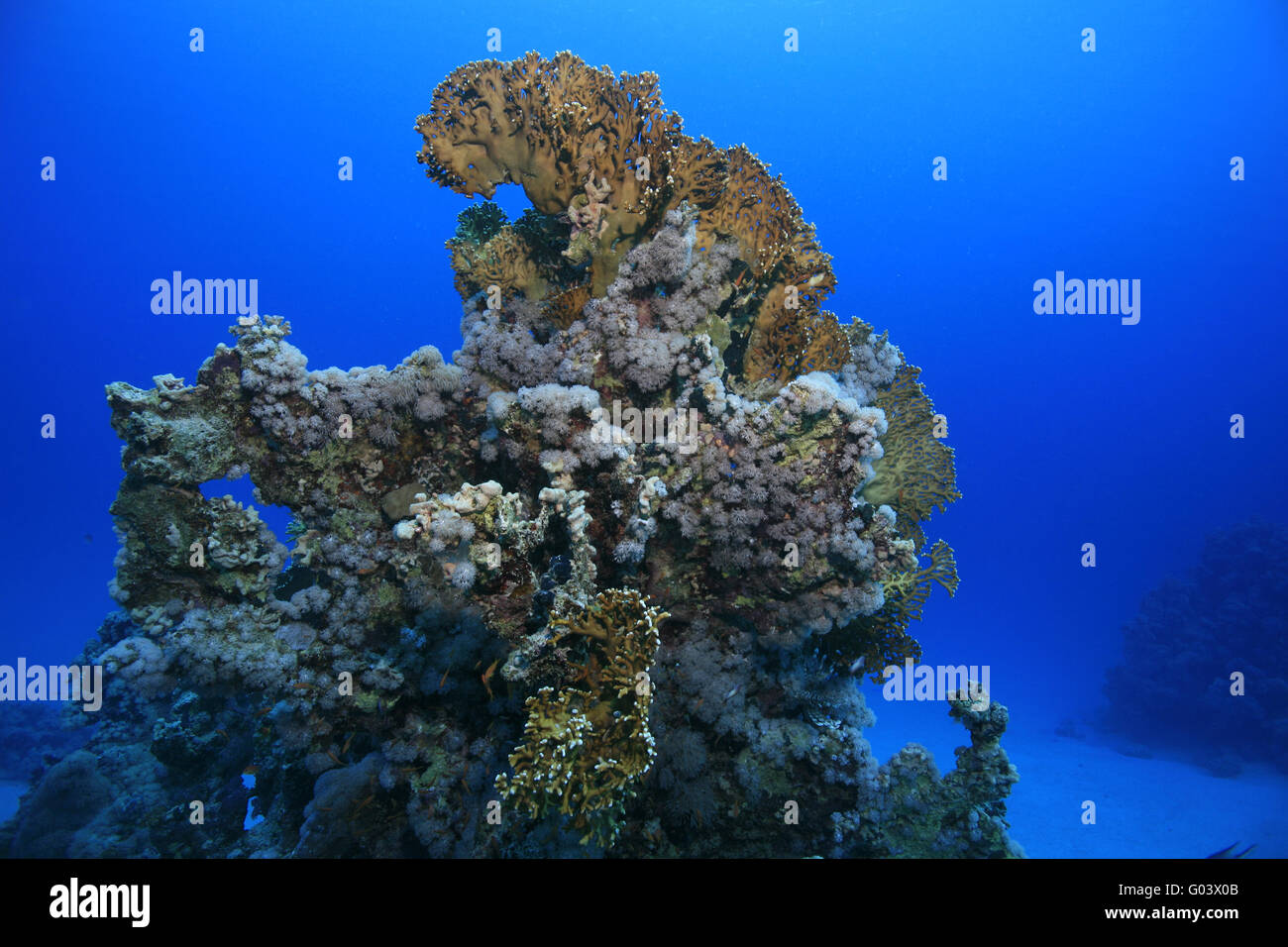 Korallenriff im Roten Meer, Coral reef del Mar Rosso Foto Stock