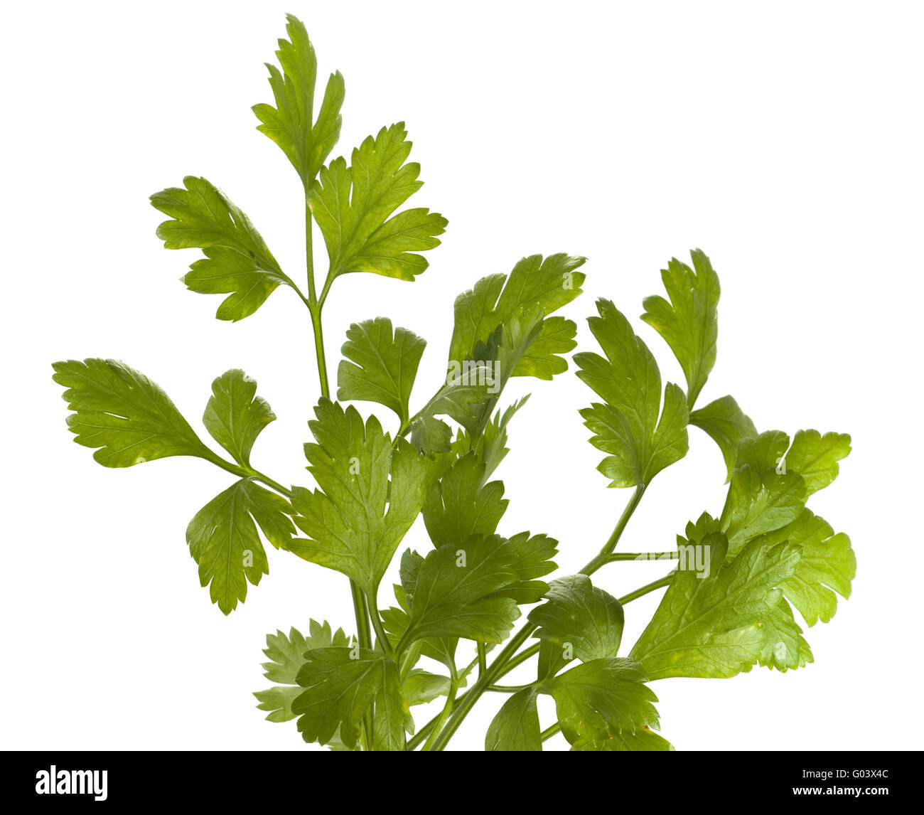 Organico italiano di prezzemolo Foto Stock