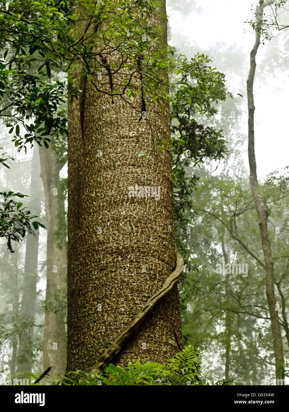 Majestic bunya pine tronco di albero Bunya montagne Queensland Foto Stock