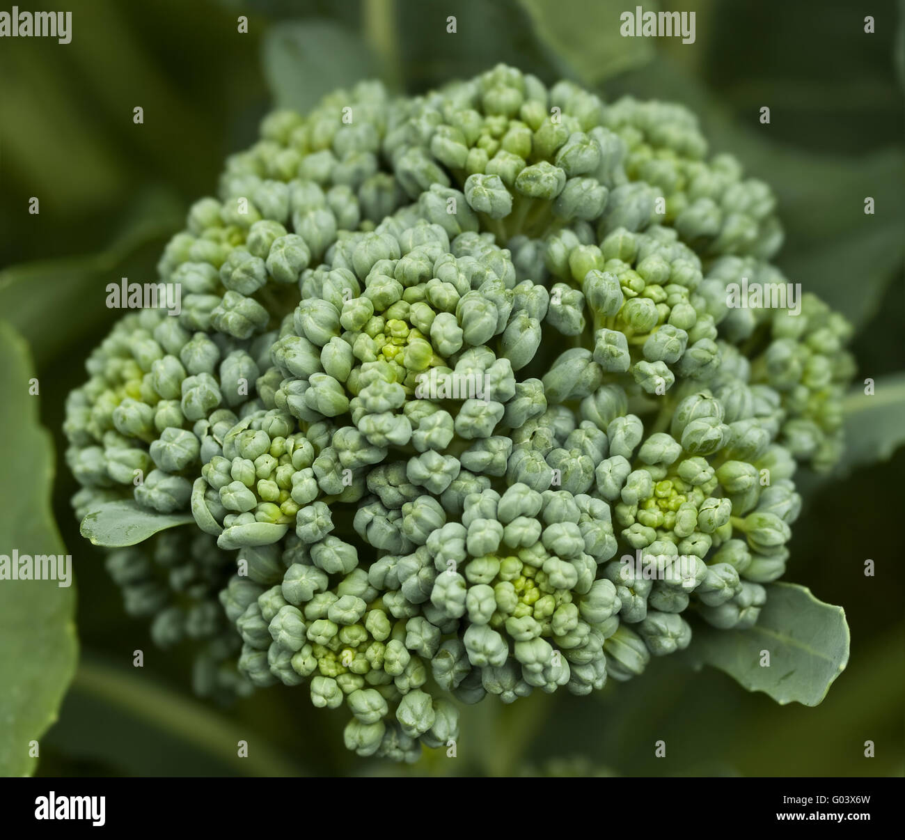 Fresche verdure organiche broccoli homegrown in giardino Foto Stock
