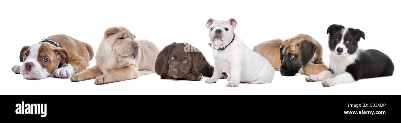 Grande gruppo di cuccioli su sfondo bianco Foto Stock