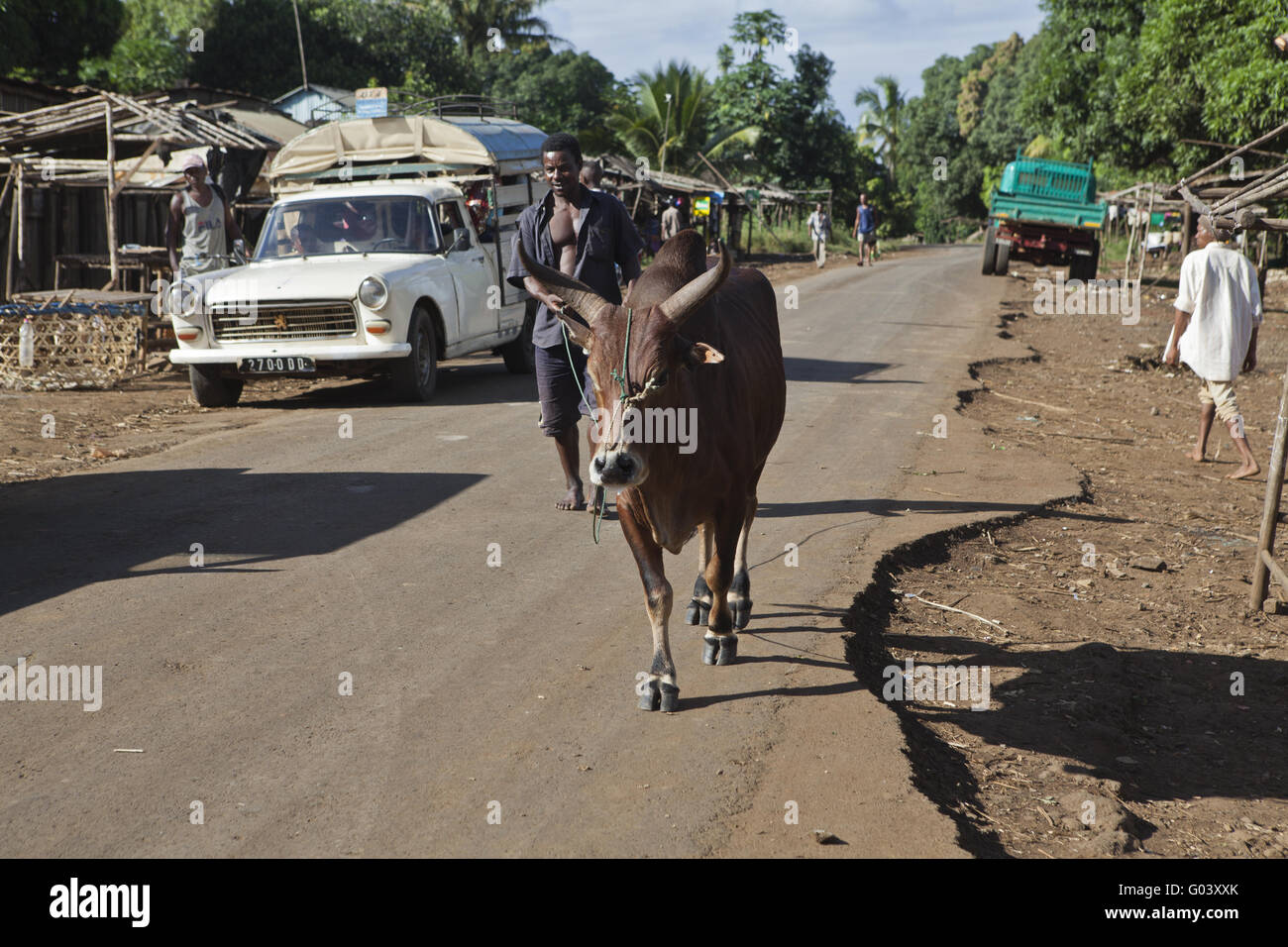 African agricoltore con un zebù, Madagascar, Africa Foto Stock