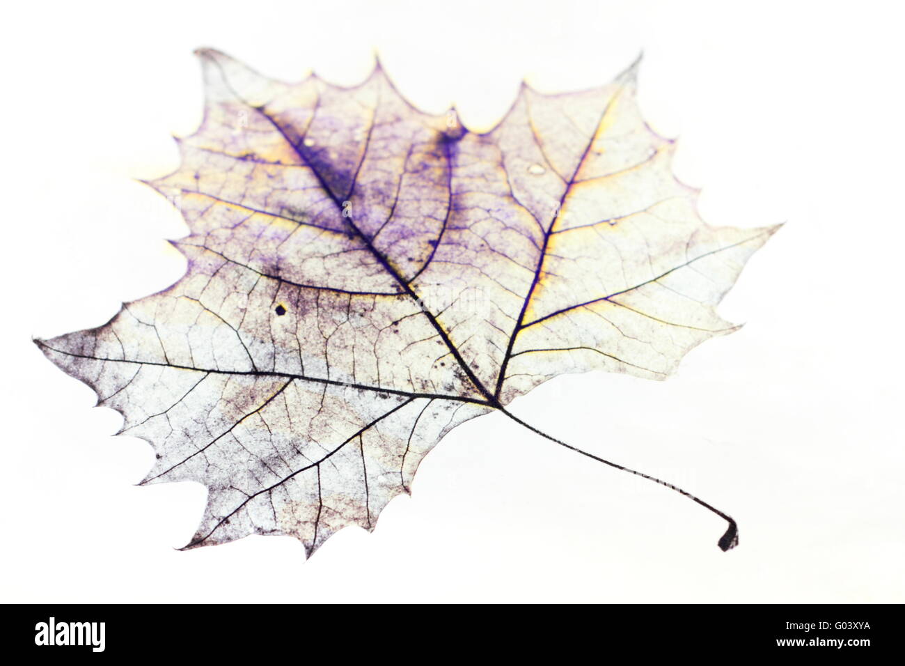 Foto del disegno di un trasparente maple leaf in falso colore variabile con la profondità di campo Foto Stock