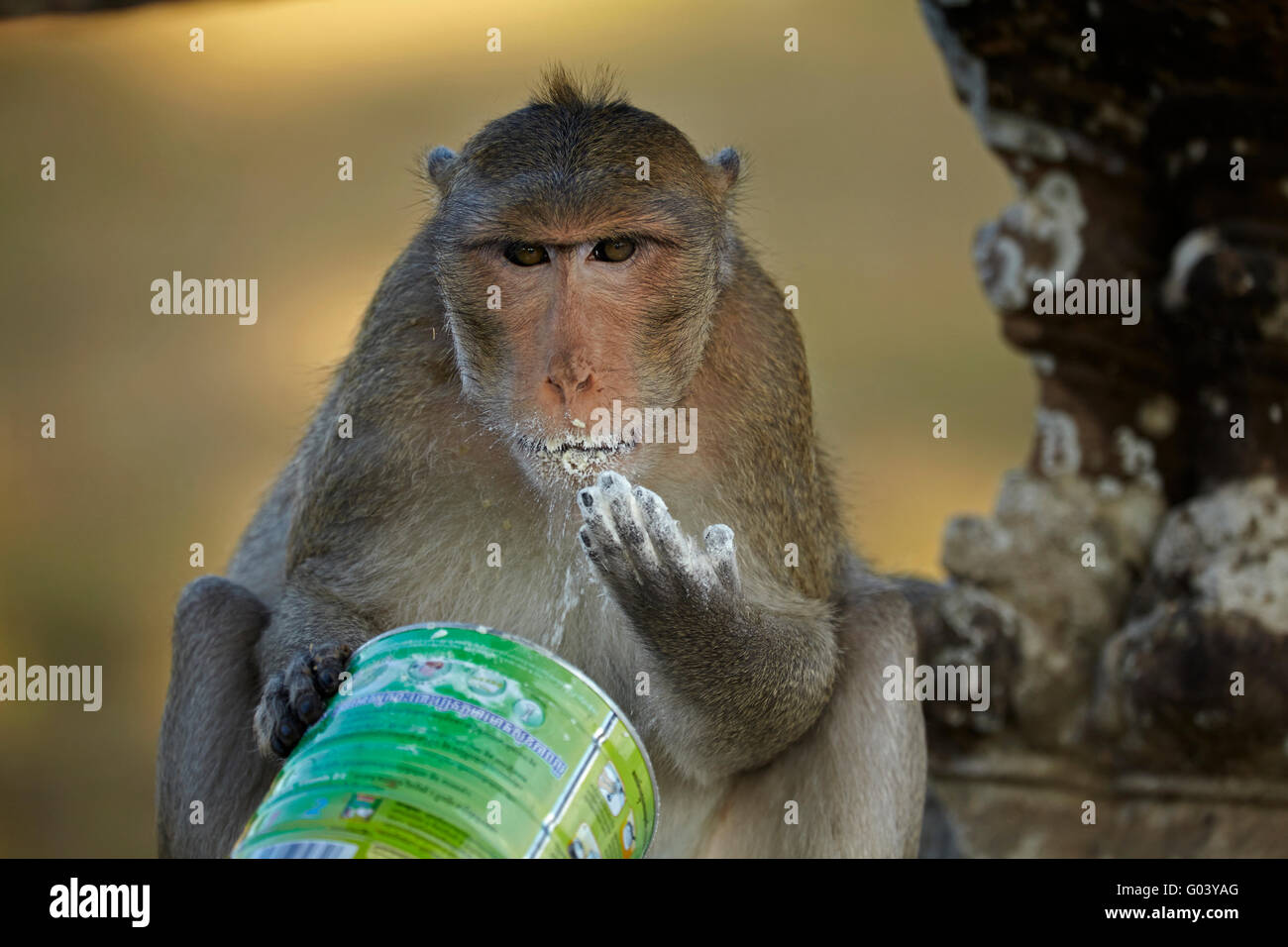 Long-Tailed macaco scimmia con il furto di latte in polvere, di Angkor Wat, Siem Reap, Cambogia Foto Stock