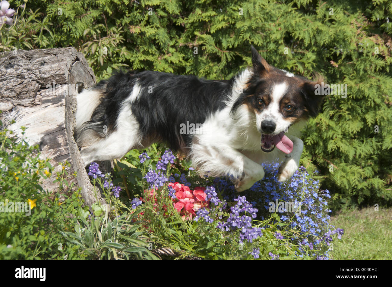 Kromfohrlaender cane compie un salto Foto Stock