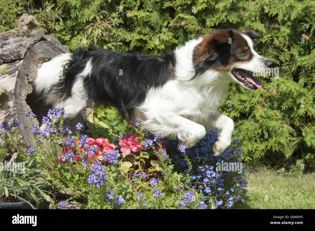 Kromfohrlaender cane compie un salto Foto Stock