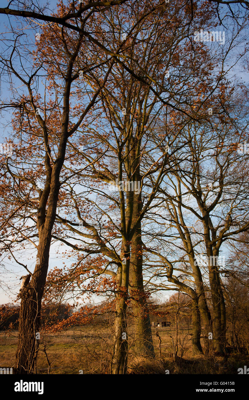 Corona ad albero in inverno Foto Stock
