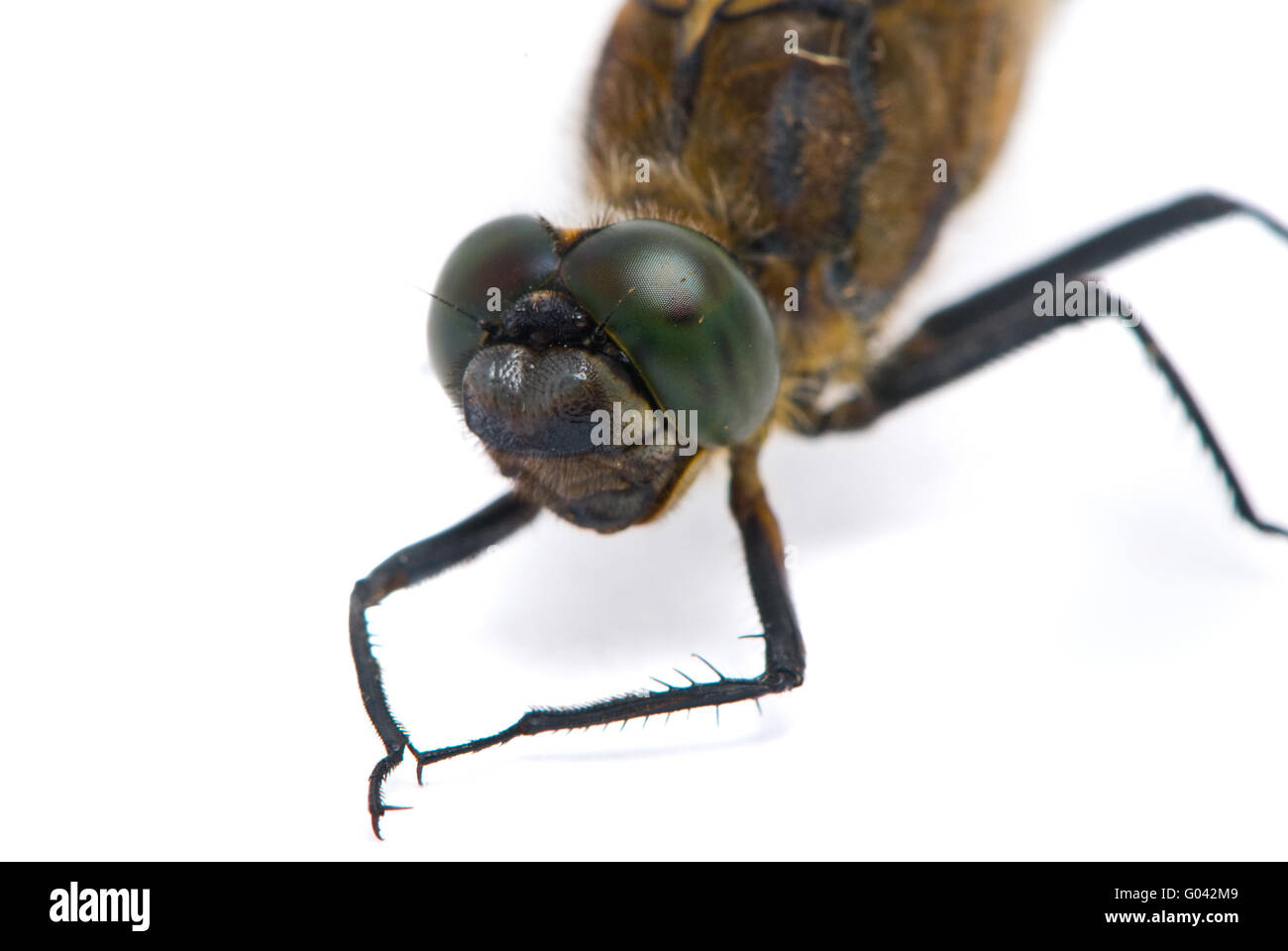 Orthetrum cancellatum. Maschio nero-tailed Skimmer dragonfly su sfondo bianco. Foto Stock