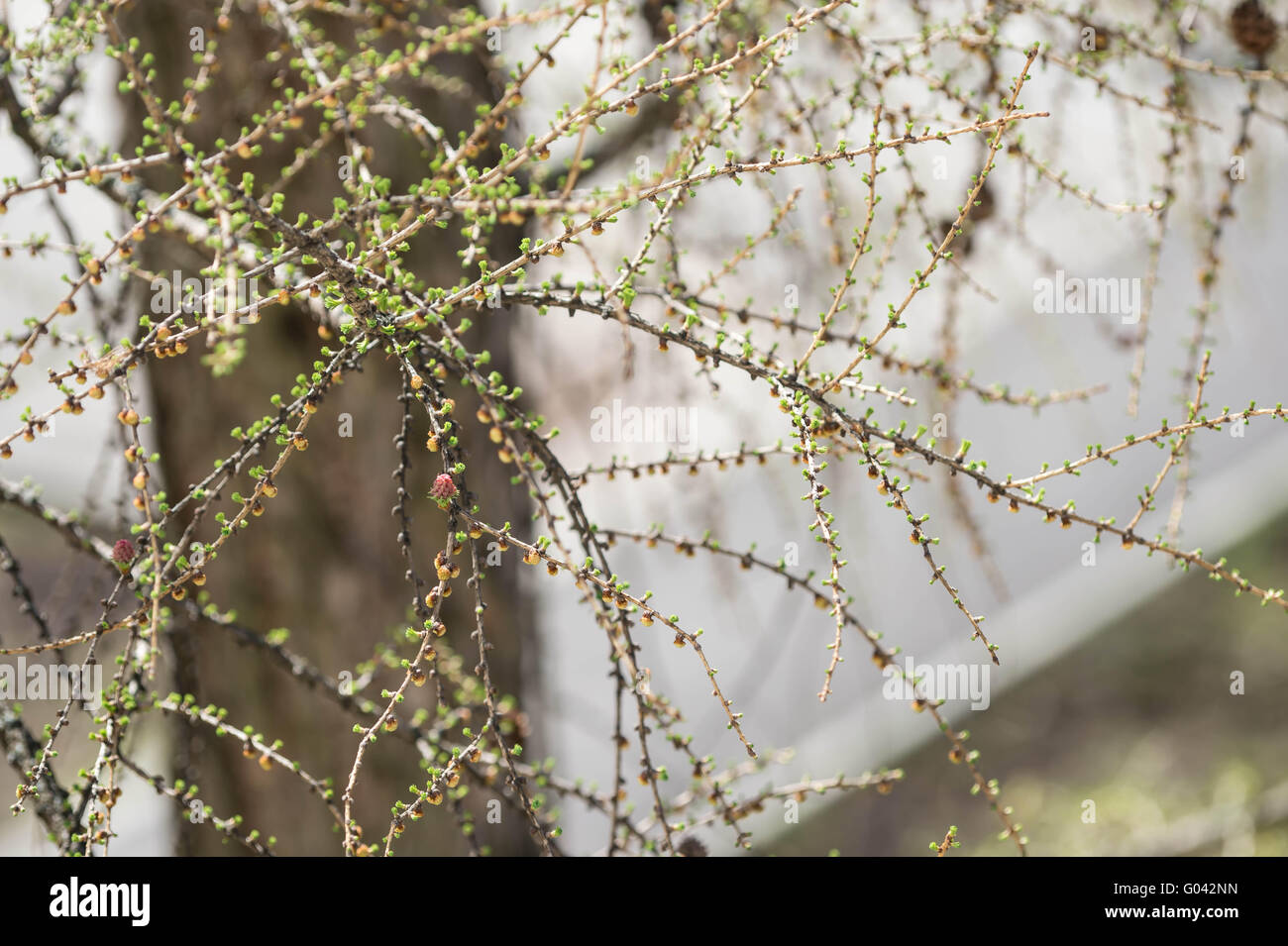 Piccole foglie giovani in primavera su un larice Foto Stock