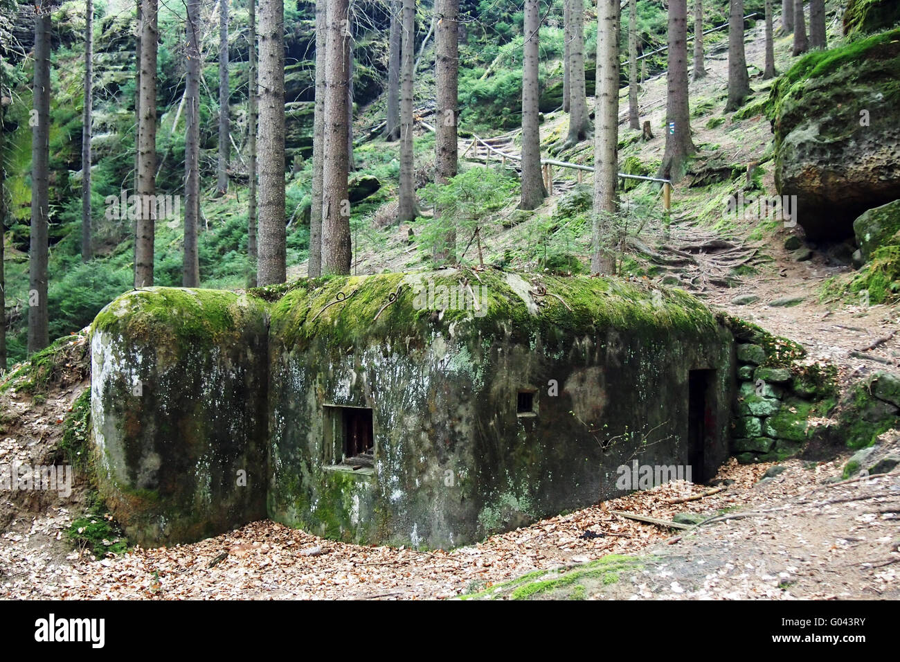 Bunker ceca nella foresta Foto Stock