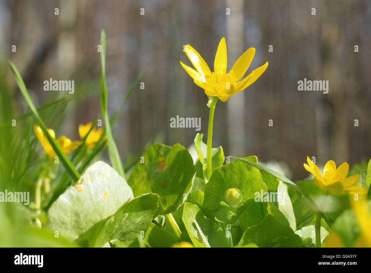 Pilewort - lesser celandine Foto Stock