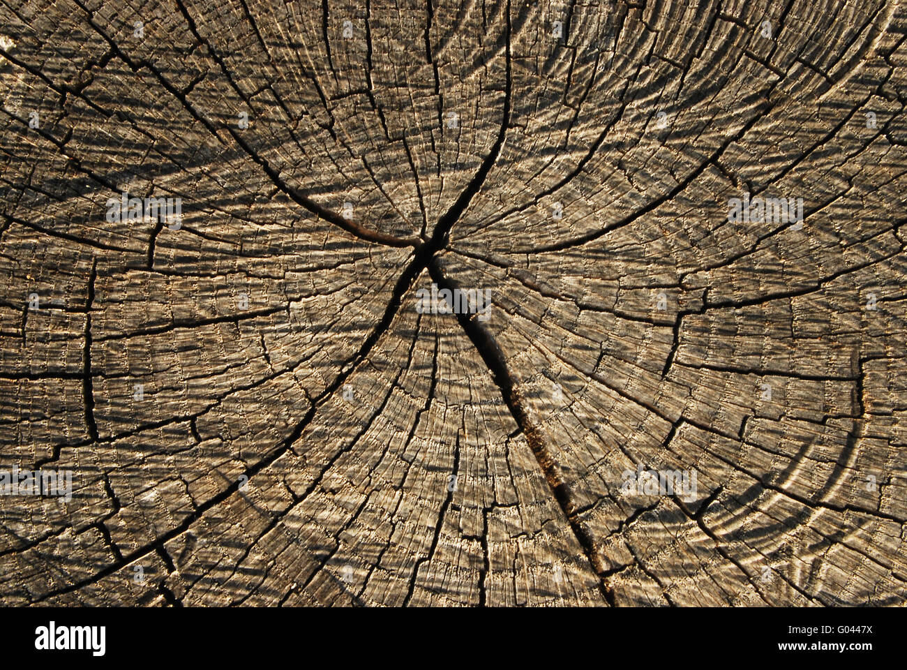 Superficie di registro rovere Foto Stock