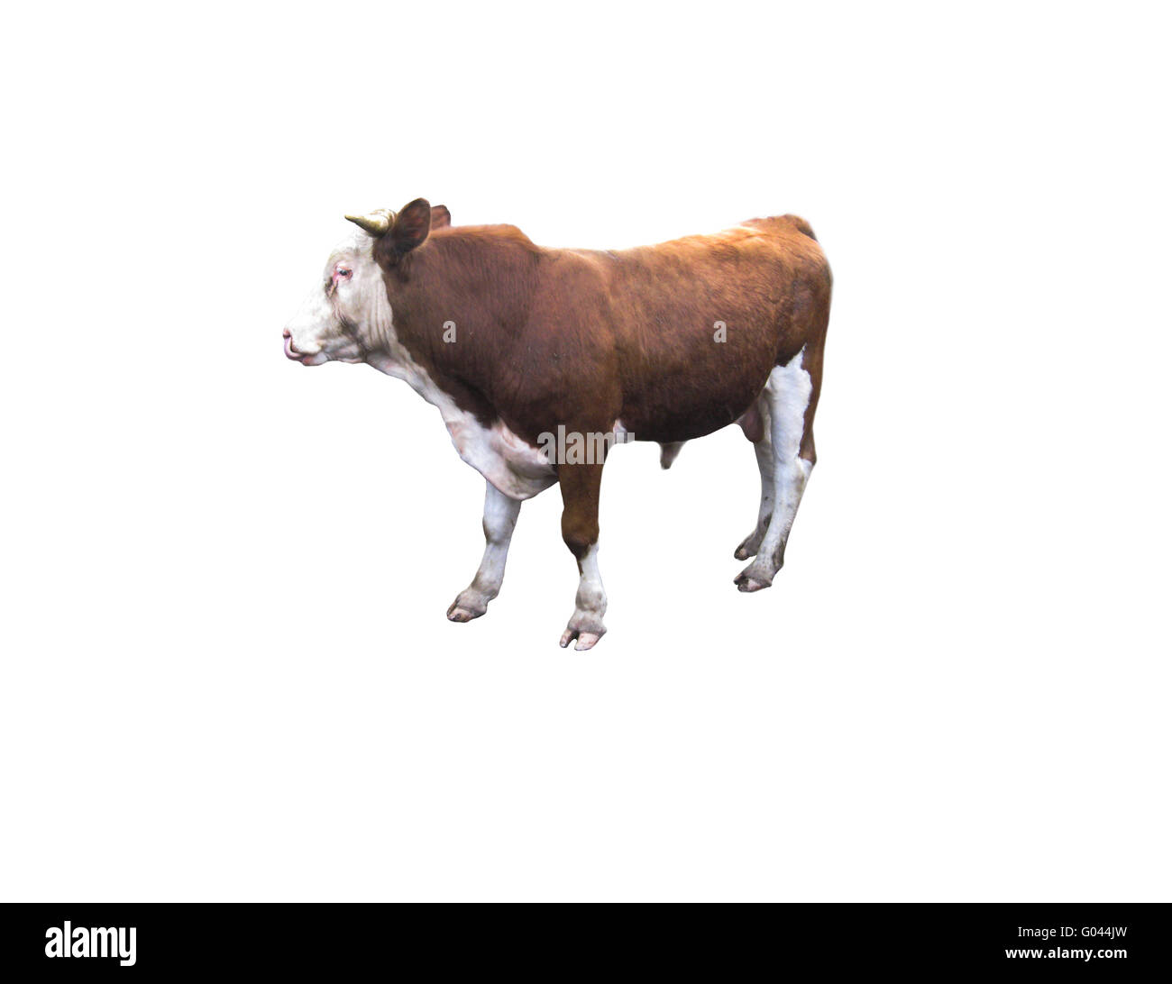 Un giovane ox su sfondo bianco Foto Stock