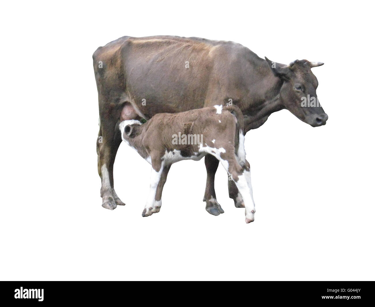 Grigio mucca con il suo vitellino sul bianco backgro Foto Stock