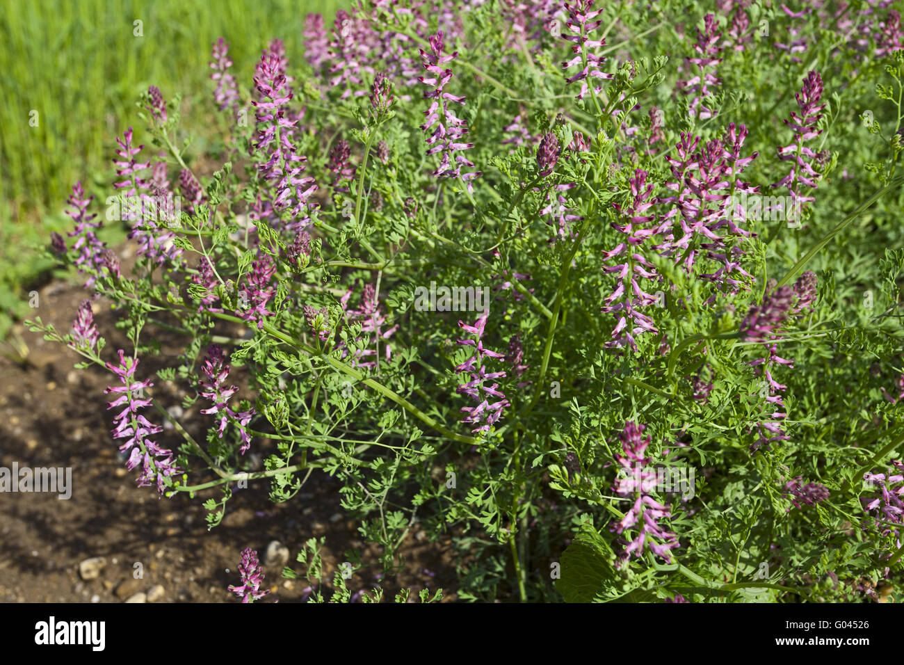 Fumitori comune, Fumaria officinalis, fumo di messa a terra Foto Stock