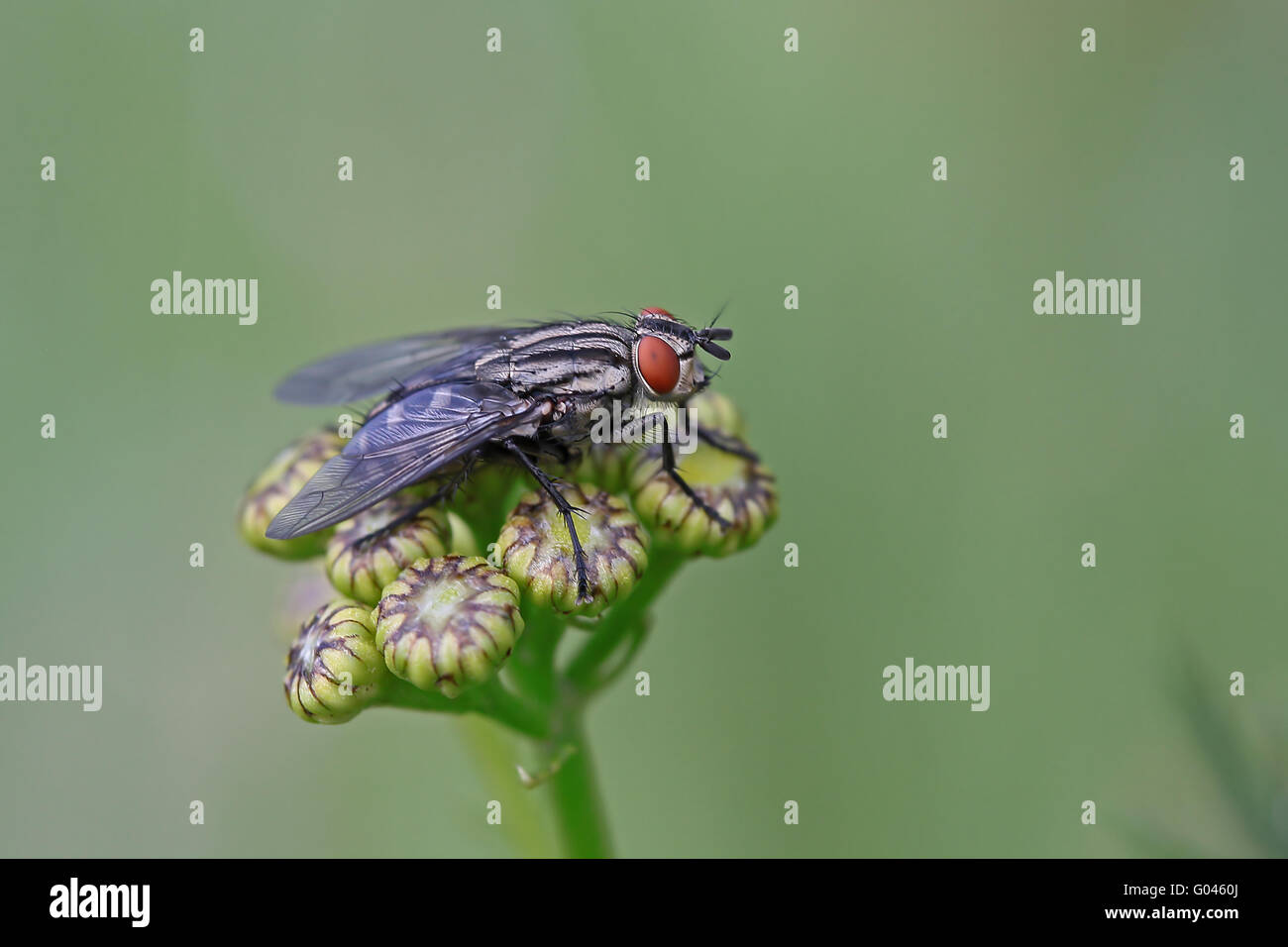 Mosca di carne grigio Foto Stock