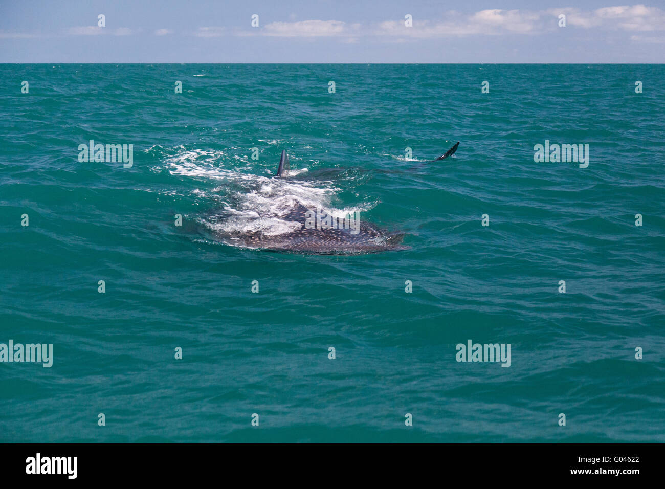 Whaleshark Foto Stock