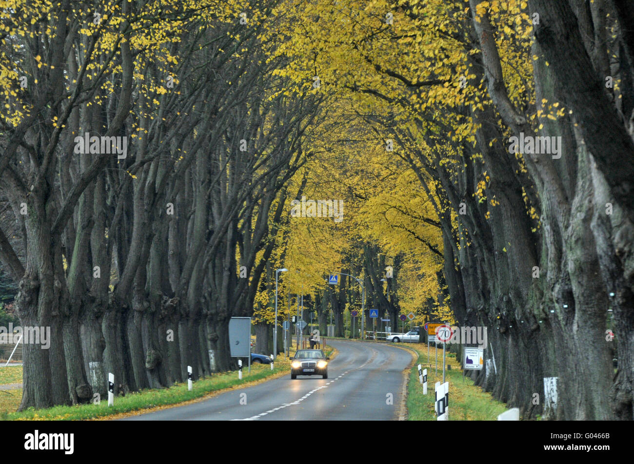 Lime Tree avenue, Bad Doberan, distretto di Rostock, Meclenburgo-Pomerania Occidentale, Germania Foto Stock