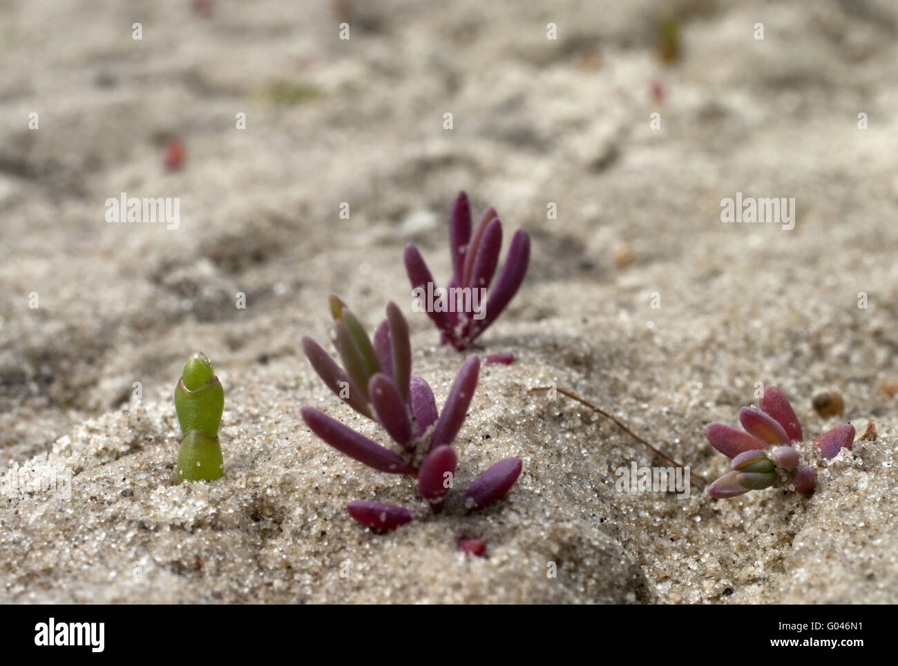 Piante pioniere il Wadden Sea #1 Foto Stock