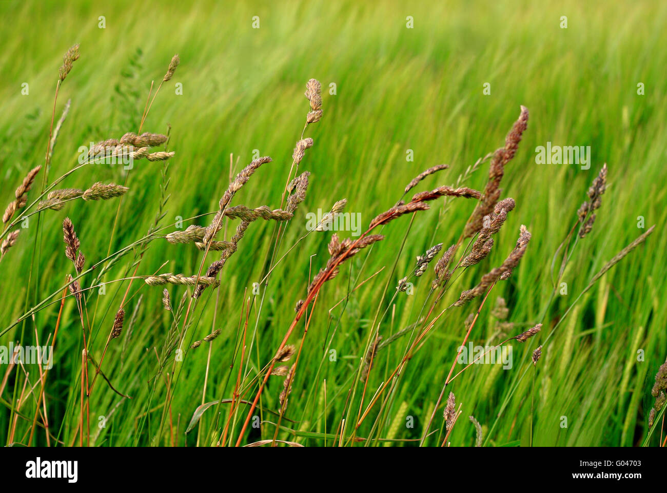 Vari tipi di erba sono al vento Foto Stock