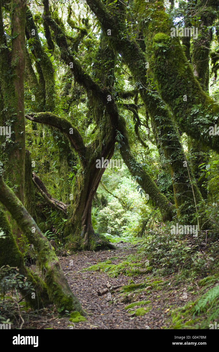 La foresta pluviale, Nuova Zelanda Foto Stock