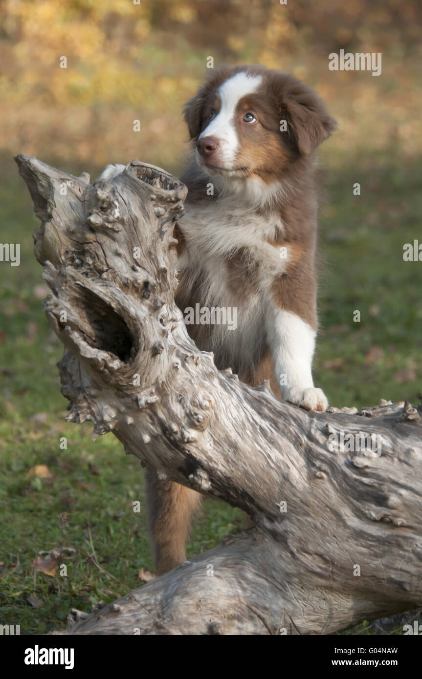 Giovane pastore australiano, Red Tri, su un registro ad albero Foto Stock