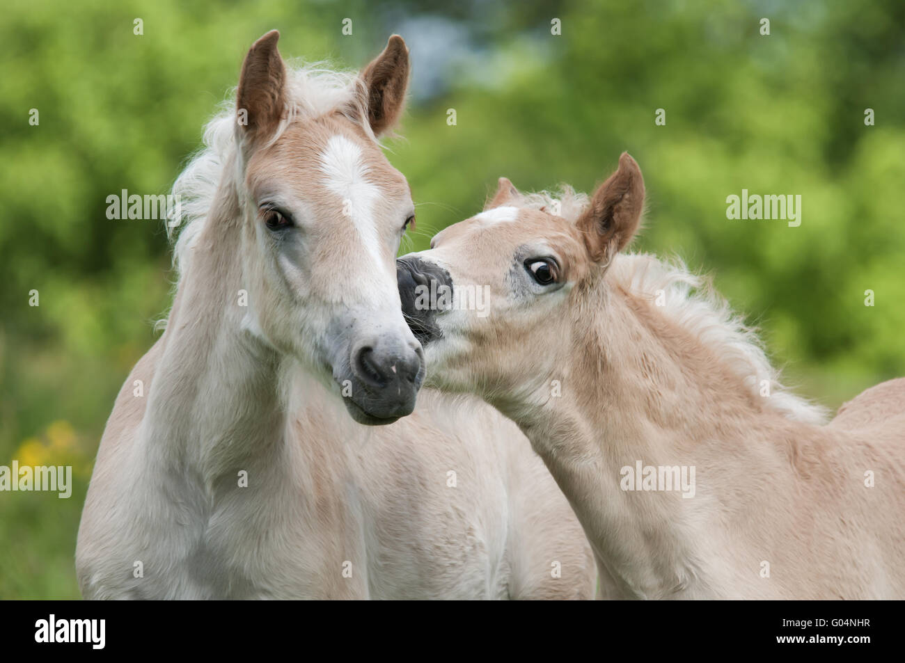 Due cavalli avelignesi, colts, fianco a fianco Foto Stock