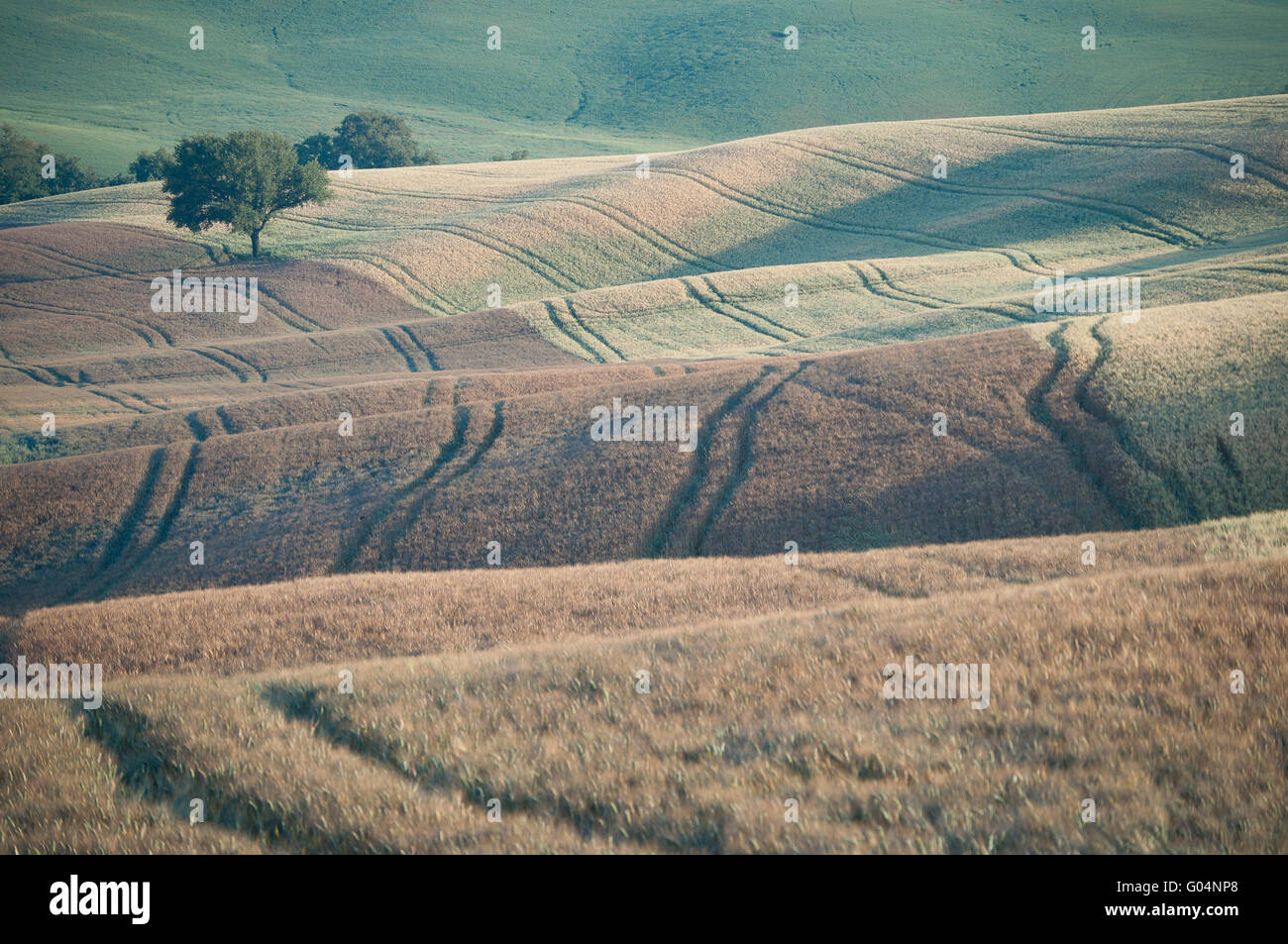 Campi della toscana Foto Stock