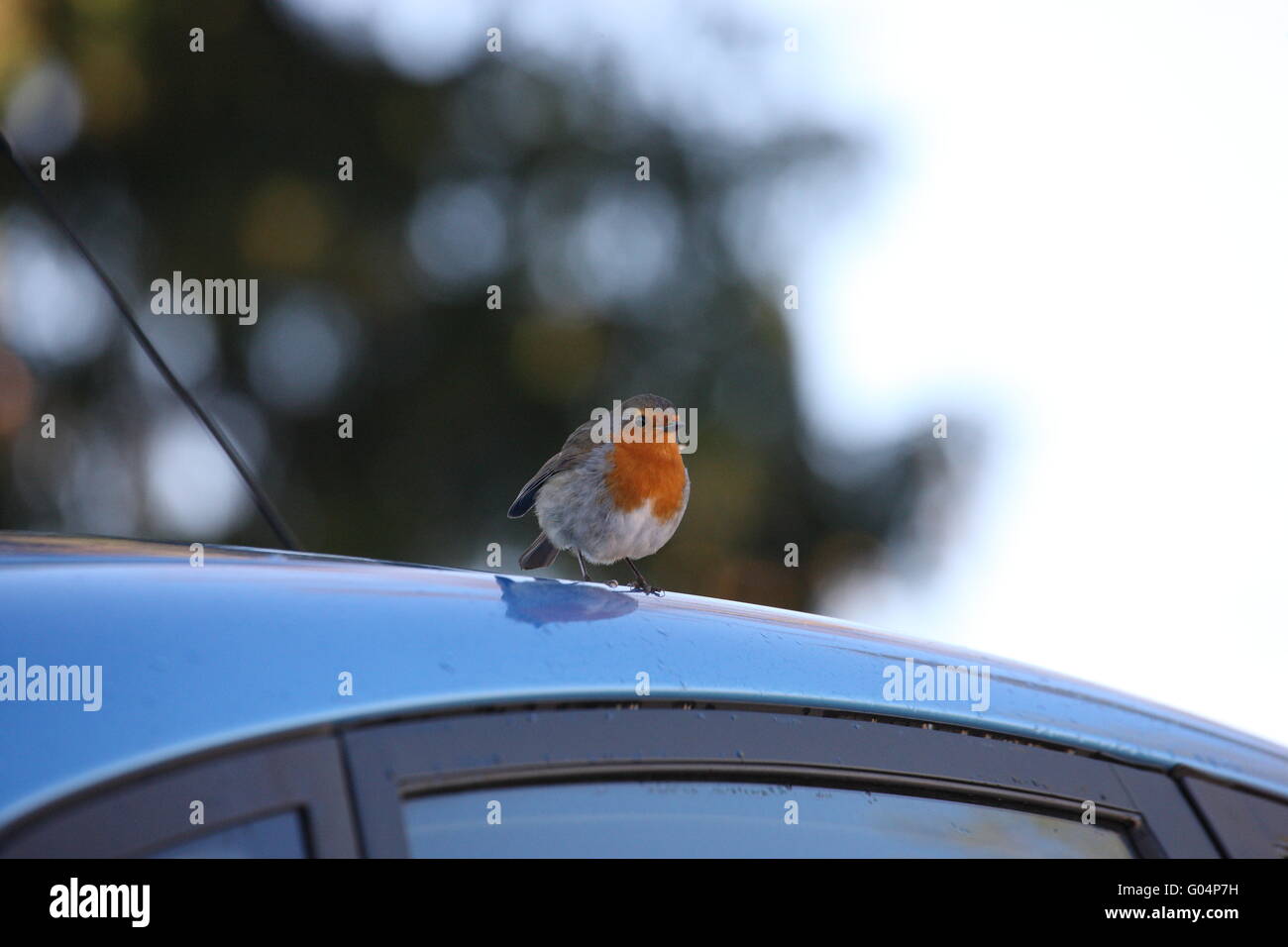 ROBIN sul tetto di un'automobile Foto Stock