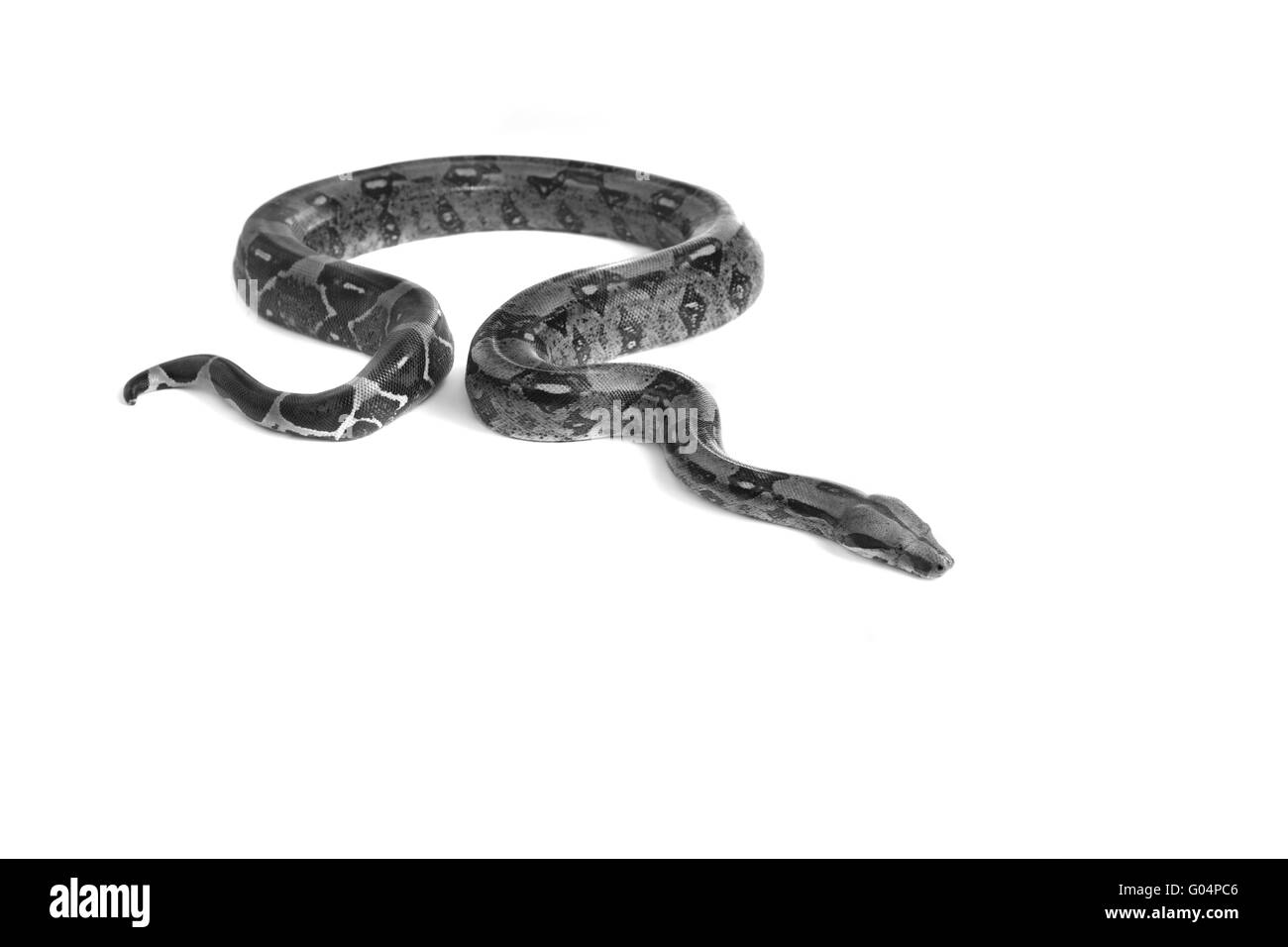 Schlange serpente Boa Natter con sfondo bianco Foto Stock