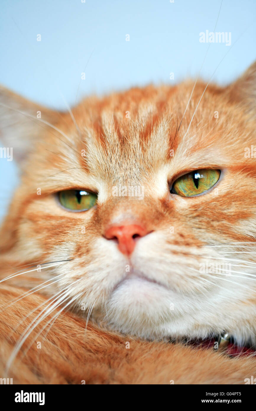 Primo piano della nazionale ordinaria ginger cat ritratto Foto Stock