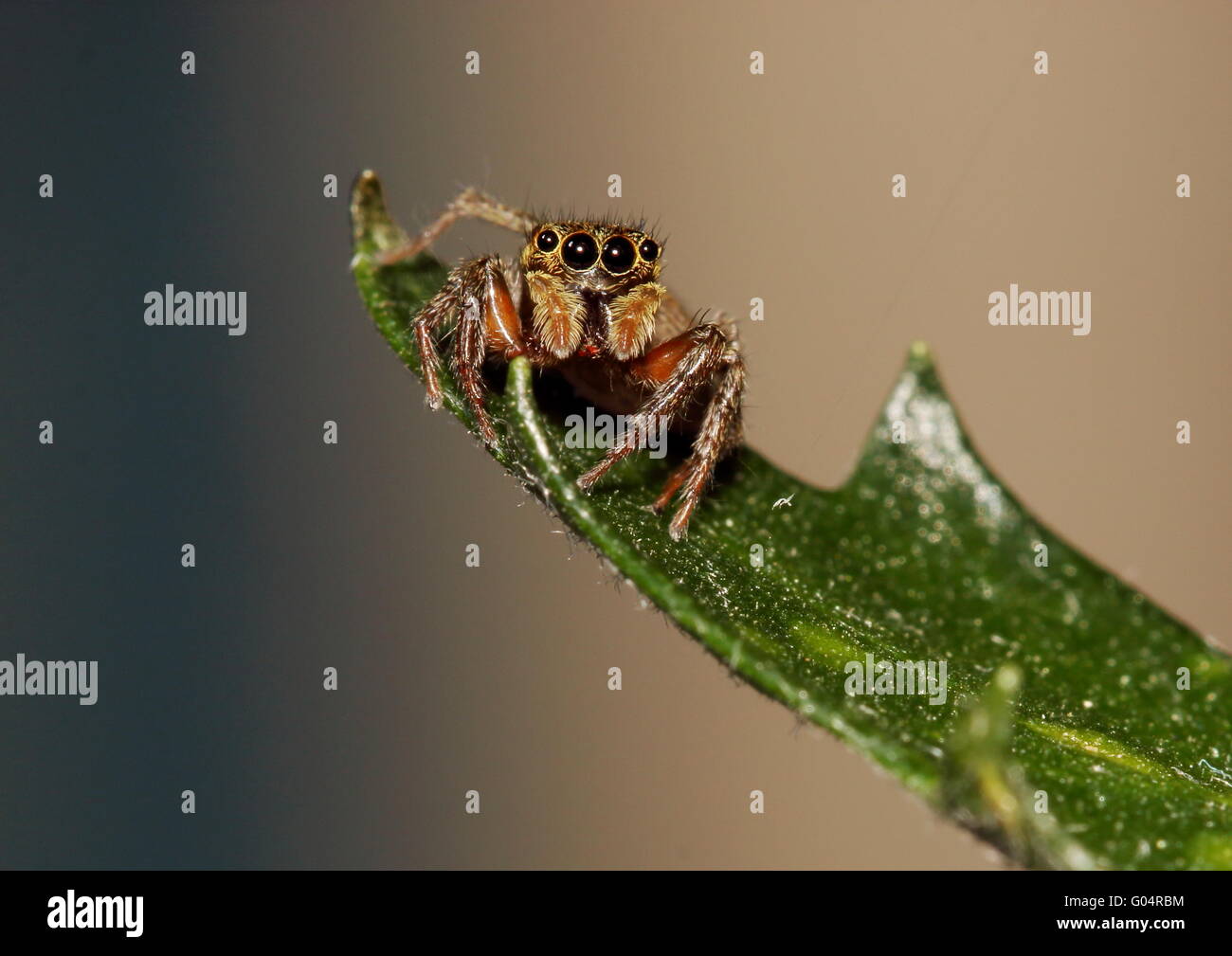 Brown jumping spider su una foglia. Foto Stock