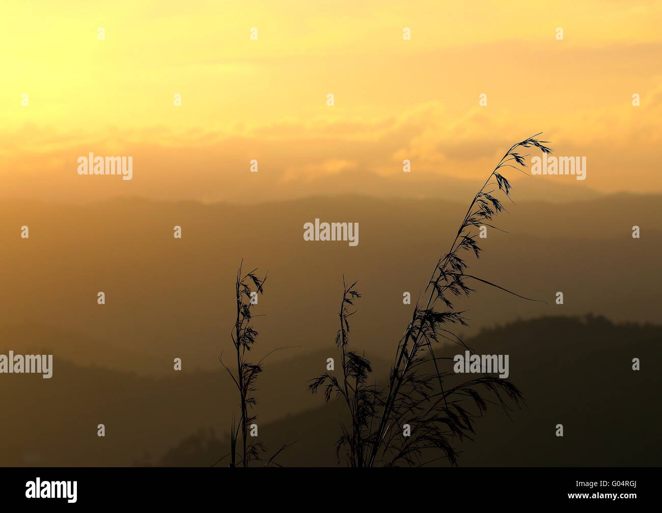 Silhouette di un paio di gambi di erba alta contro una golden sunrise che può essere utilizzata come sfondo o uno sfondo Foto Stock