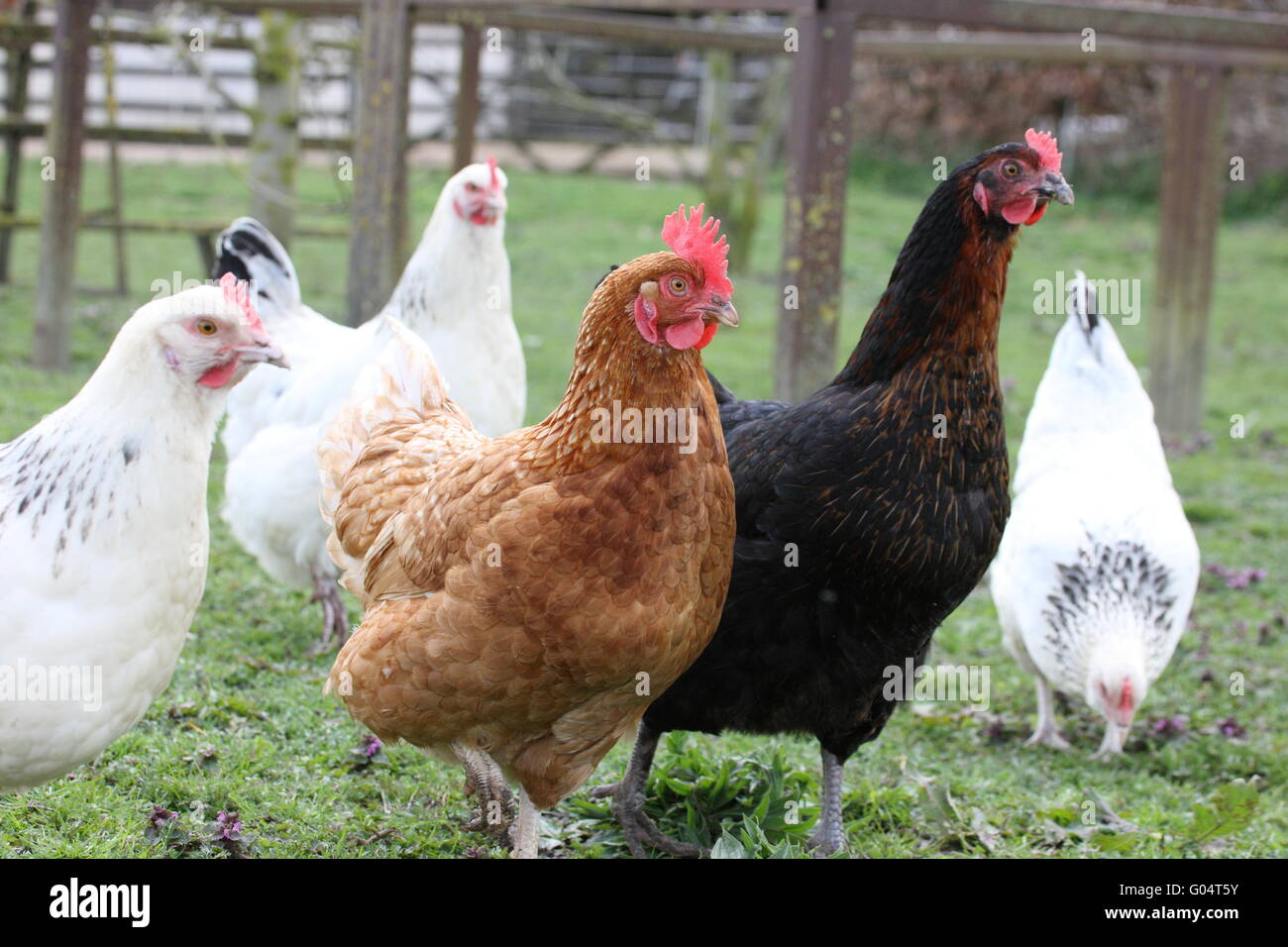 La Rhode Island red hen, tutto il corpo ,erba dietro.free range,fowl,BIRD PISTA DI GALLINE, luce del SUFFOLK E UNO NERO Foto Stock