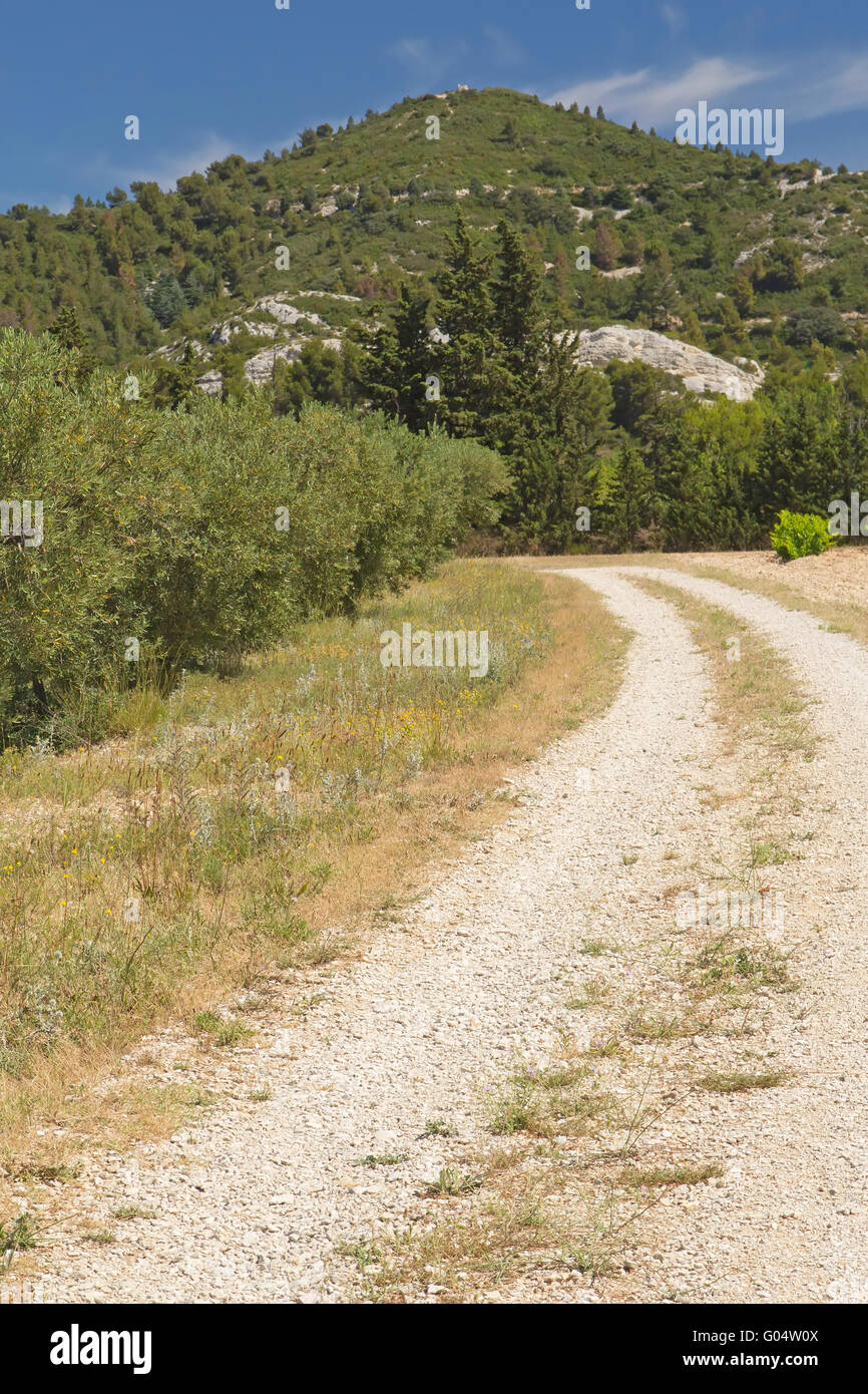 Una strada sterrata foderato con vigneti e alberi di olivo. Provenza, Francia. Verticalmente. Foto Stock