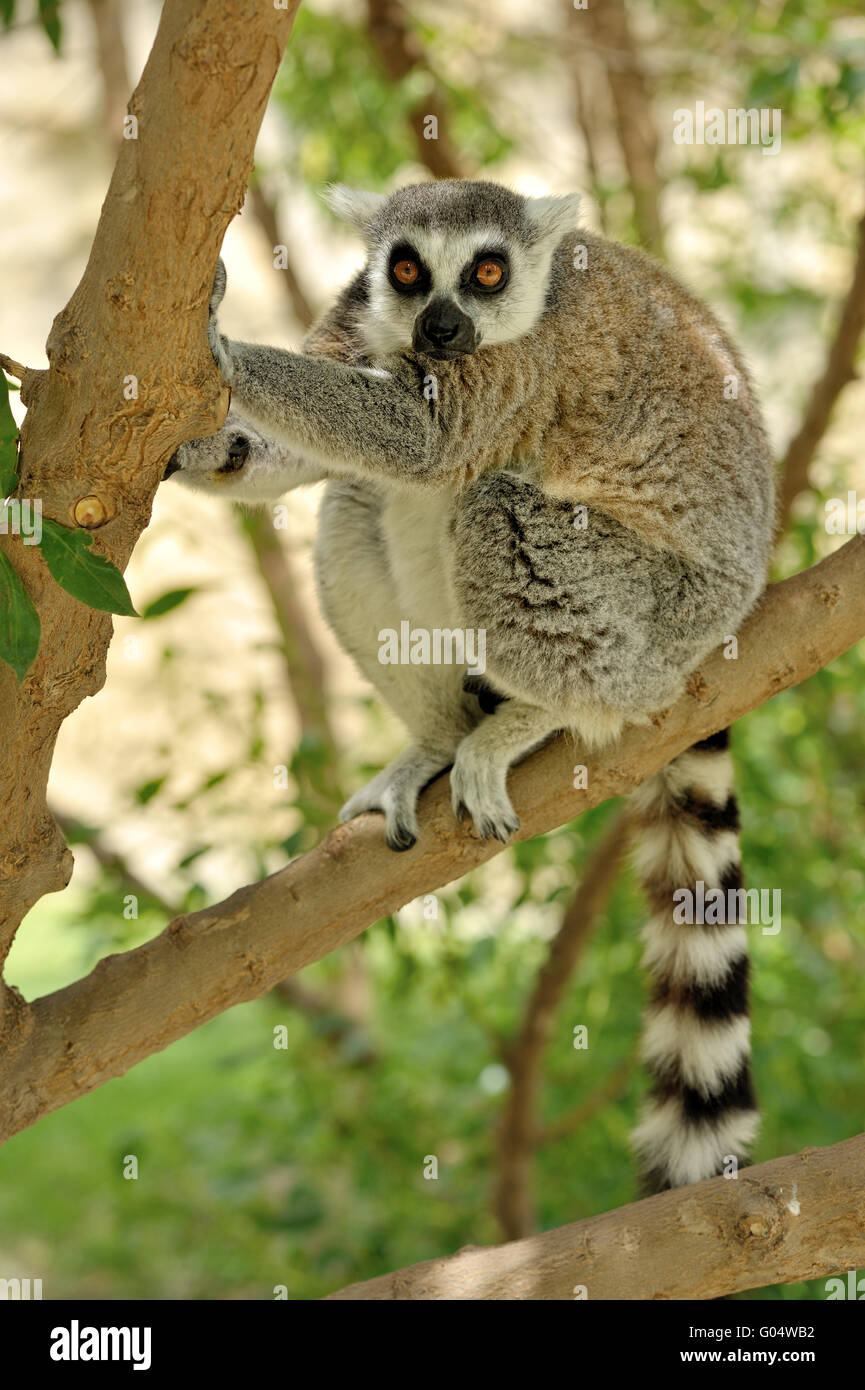 Madagascar il ring-tailed lemur seduto sull'albero. Foto Stock