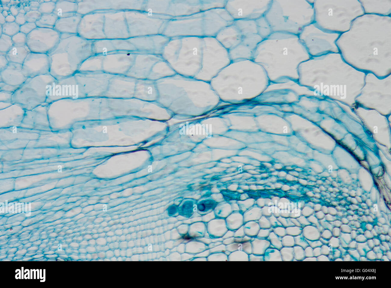 Micrografia di microscopia tessuto vegetale, il gambo della zucca Foto Stock