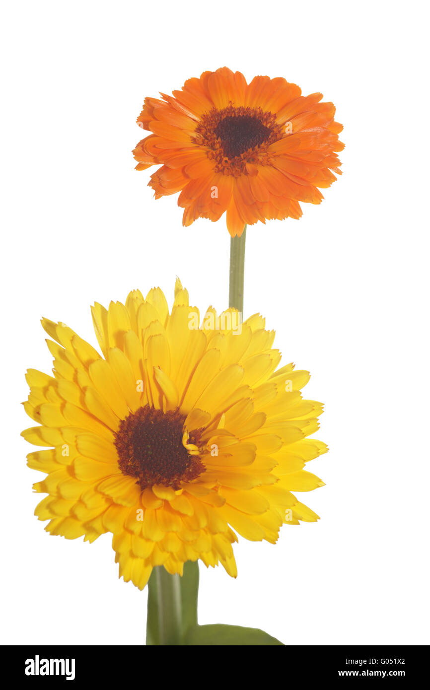 Calendula fiori su bianco (Calendula officinali) Foto Stock