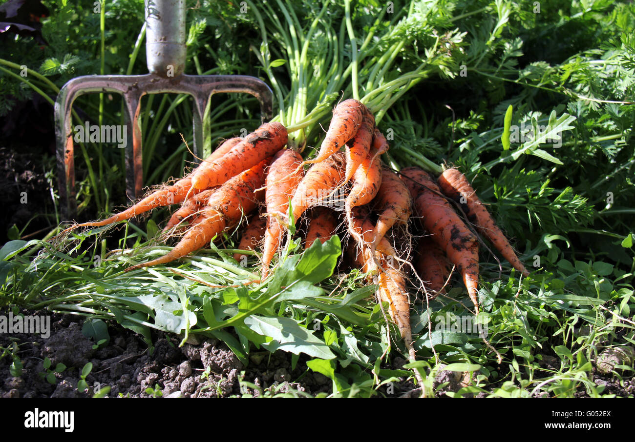 Raccolto di carota in agricoltura biologica Foto Stock