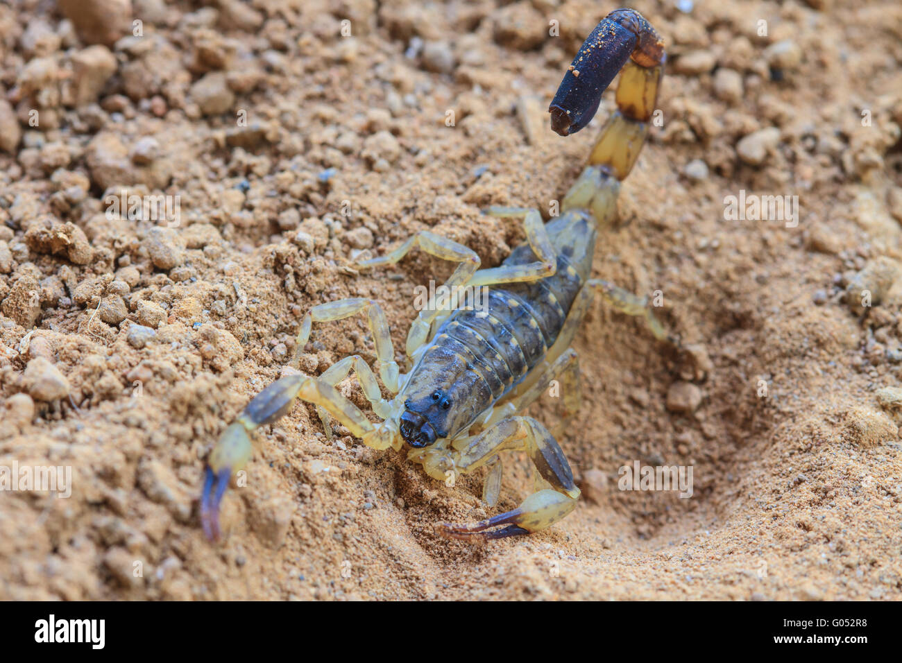 Close up Scorpion sul terreno nella foresta tropicale Foto Stock