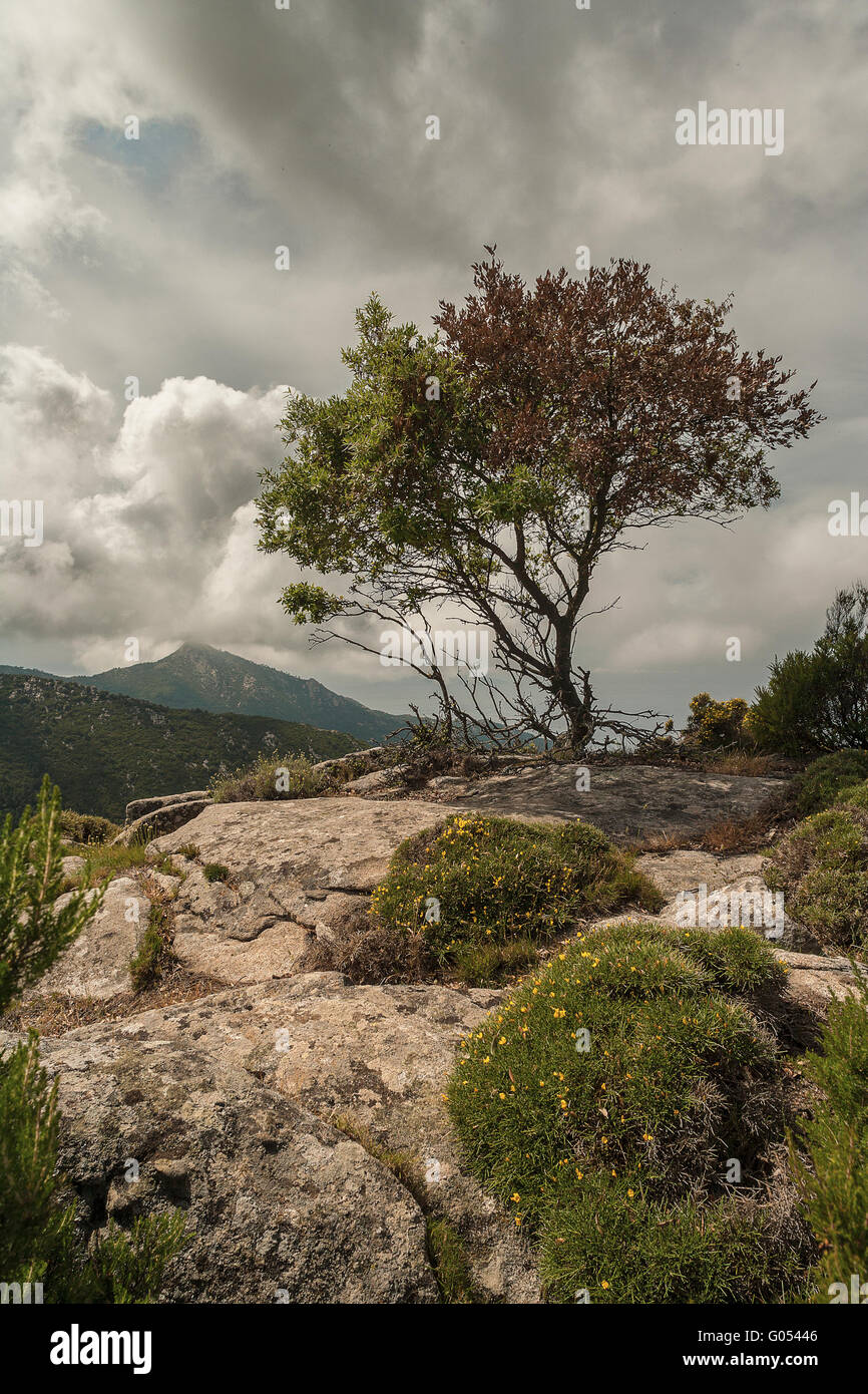 Il monte Capanne sull'isola d'Elba Foto Stock