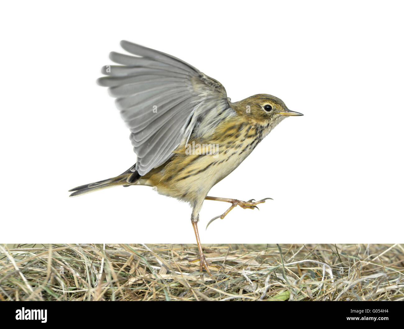 Prato - Pipit Anthus pratensis Foto Stock